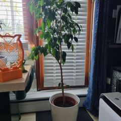 ficus