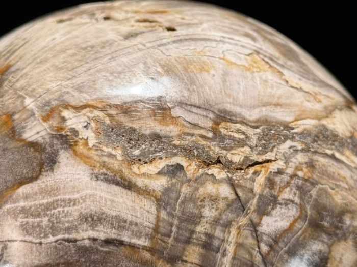 Polished Petrified Wood Geode Sphere (Diameter 10.2cm) - Wood, Woden Stand