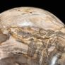 Polished Petrified Wood Geode Sphere (Diameter 10.2cm) - Wood, Woden Stand Image 5