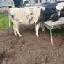 Belgium blue springing heifers Image 10