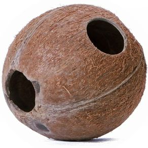 Whole Coconut - Terrario CocoCave