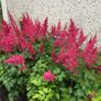astilbe - pink white and red varieties Image 4