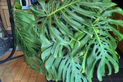 Large Monstera Swiss Cheese Plant