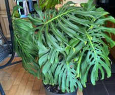 Large Monstera Swiss Cheese Plant