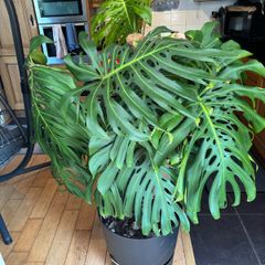 Large Monstera Swiss Cheese Plant