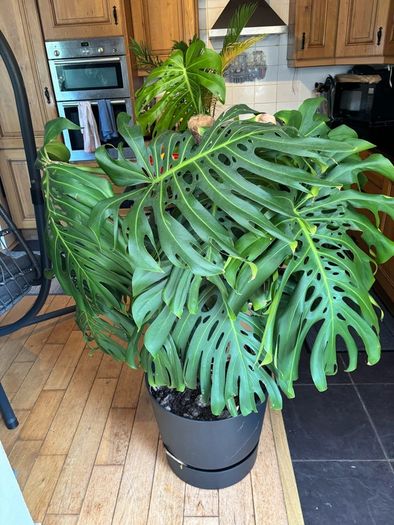 Large Monstera Swiss Cheese Plant