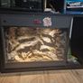 Leopard gecko terrarium Image 6