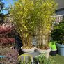 Bamboo Trees x2 Image 3