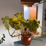 25 Potted Plants & 6 Boxes of Floral Styling Stock Image 7