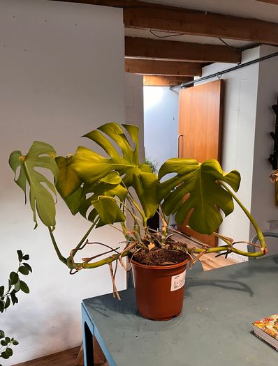 25 Potted Plants & 6 Boxes of Floral Styling Stock