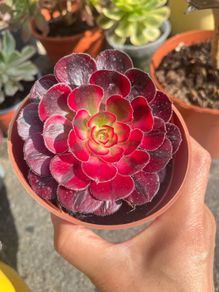 plant