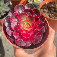 plant