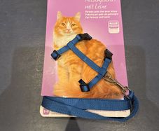 cat Harness and leash