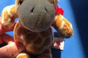 Little cute Giraffe