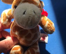 Little cute Giraffe