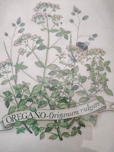 Vintage Herb Botanical pictures