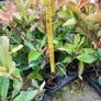Red Robin Hedging Image 4