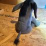 Eeyore teddy Image 2