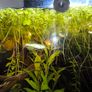 Duckweed,Frogbit floating plants Image 4