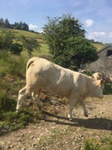 Breeding heifers