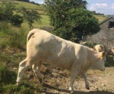 Breeding heifers