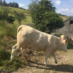 Breeding heifers