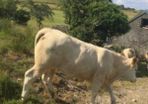 Breeding heifers