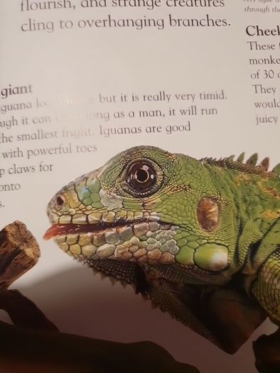 Rainforest Eyewonder Enter A World Of Discovery