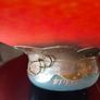 Rare Franz Caffrey Handcrafted Art Nouveau Glass Bowl Image 5