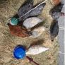 Hens and Roosters Image 2