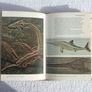 THE WORLD OF FOSSILS (Vittorio de Zanche & Paolo Mietto) - a Sampson Low Guides hardback book (1979) Image 8