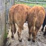 10 Limousine heifers Image 9