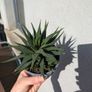 Haworthia Plant Image 3