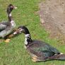 Muscovy drakes Image 4