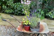 vintage wheelbarrow