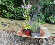 vintage wheelbarrow