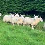 Cheviot Ewe Lambs Image 2