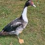 Muscovy drakes Image 6