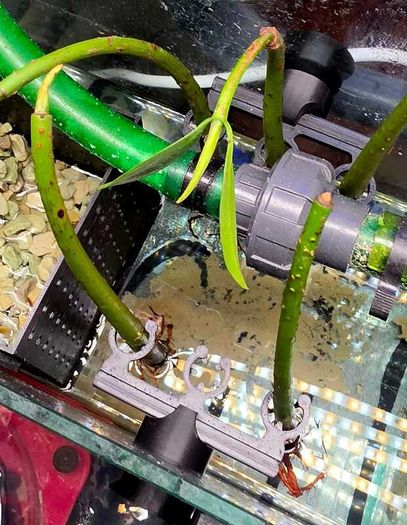 Mangrove Holder for Aquariums Magnetic