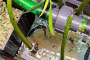Mangrove Holder for Aquariums Magnetic