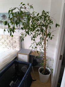 Ficus  Benjamina weeping fig large plant