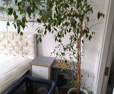 Ficus  Benjamina weeping fig large plant