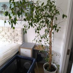 Ficus  Benjamina weeping fig large plant