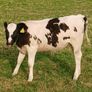 Beef Cattlr Image 7
