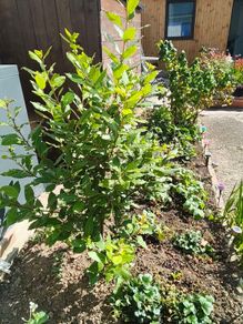 bay leaf tree
