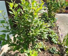 bay leaf tree