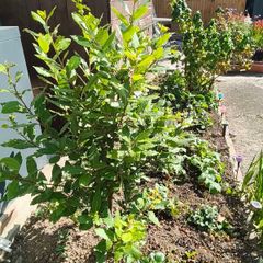 bay leaf tree