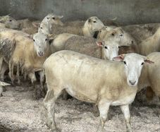 20 Easycare Hoggets