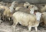 20 Easycare Hoggets