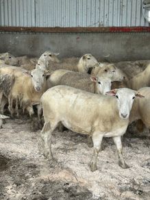 20 Easycare Hoggets